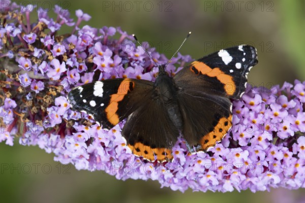 Red admiral butterfly (Vanessa atalanta) adult insect feeding on a garden purple Buddleja flower in
