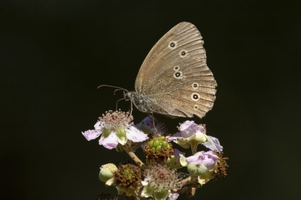 Ringlet butterfly (Aphantopus hyperantus) adult insect feeding on a bramble flower in summer,