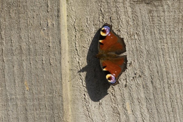 Peacock butterfly (Aglais io) adult insect resting on a garden wooden fence in summer, England,