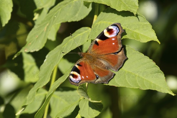 Peacock butterfly (Aglais io) adult insect resting on a plant leaf in summer, England, United