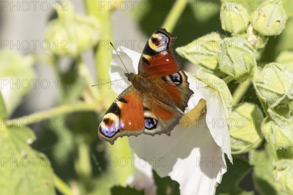 Peacock butterfly (Aglais io) adult insect resting on a garden Hollyhock flower in summer, England,