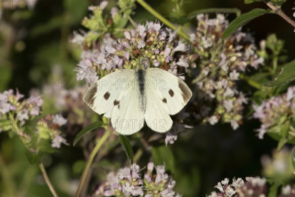 Large or Cabbage white butterfly (Pieris brassicae) adult insect feeding on a garden purple Wild