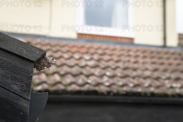 Red admiral butterfly (Vanessa atalanta) adult insect hibernating on a house roof in winter,