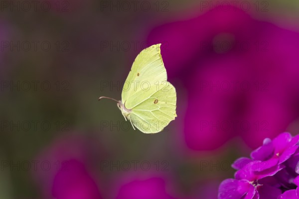Brimstone butterfly (Gonepteryx rhamni) adult male insect flying over a garden flower border in