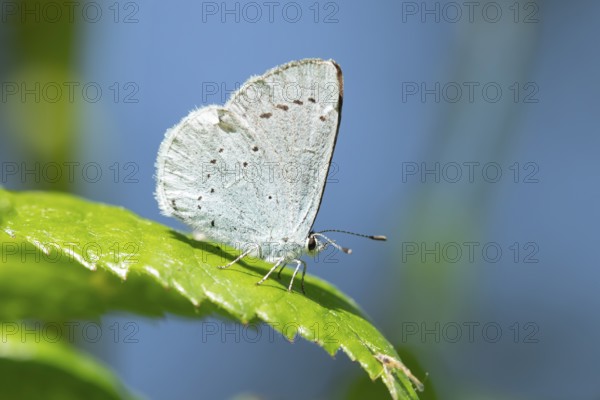 Holly blue butterfly (Celastrina argiolus) adult insect resting on a plant leaf in summer, England,