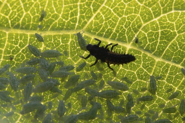 Harlequin ladybird or ladybug (Harmonia axyridis) adult insect larva and Plum aphid (Hyalopterus