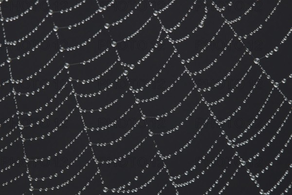Spider web with water dew drops, England, United Kingdom
