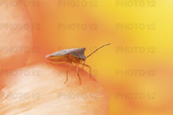 Hawthorn shieldbug (Acanthosoma haemorrhoidale) adult insect on a garden begonia flower in summer,