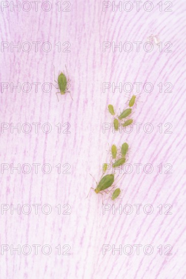 Tulip aphid or greenfly (Dysaphis tulipae) adult and nymph insects family on a garden Tulip petal