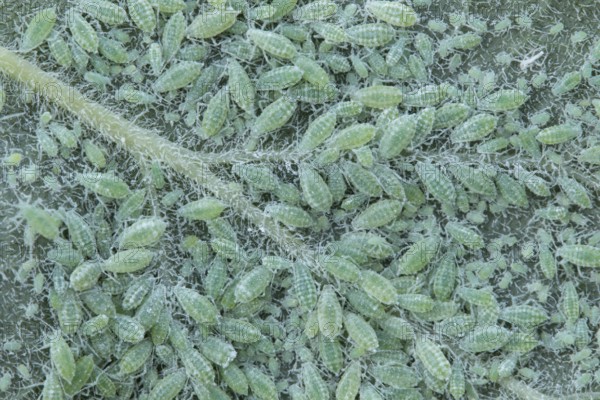 Plum aphid (Hyalopterus pruni) adult insect aphids on a plum tree leaf in summer, England, United