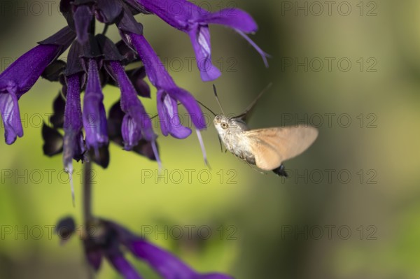 Hummingbird hawkmoth (Macroglossum stellatarum) adult moth in flight feeding on a garden purple