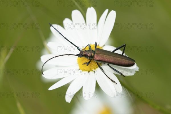 Thick-legged flower beetle (Oedemera nobilis) adult insect on an Oxeye daisy flower in summer,