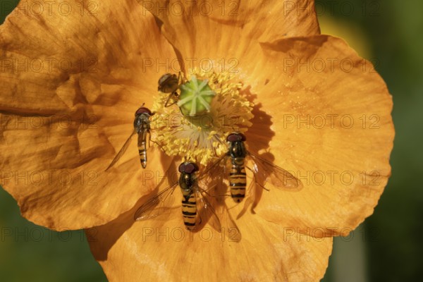Common hoverfly (Eupeodes corollae) four adult insects on a garden Spanish orange poppy flower in