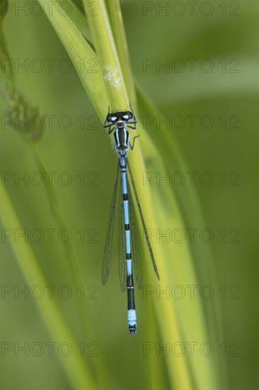 Common blue damselfly (Enallagma cyathigerum) adult male insect on a plant stem in summer, England,