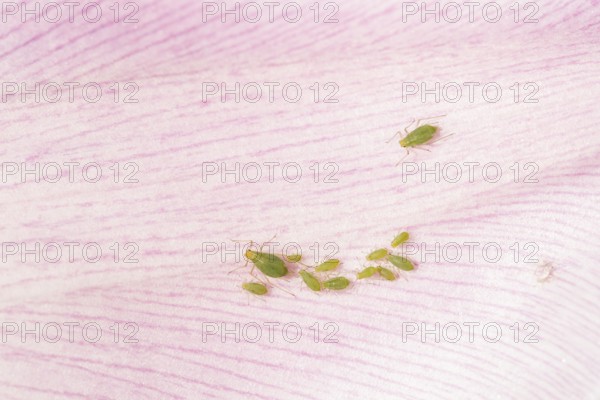 Tulip aphid or greenfly (Dysaphis tulipae) adult and nymph insect family on a garden Tulip petal in