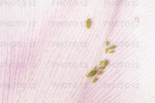 Tulip aphid or greenfly (Dysaphis tulipae) insects on a garden Tulip petal in spring, England,