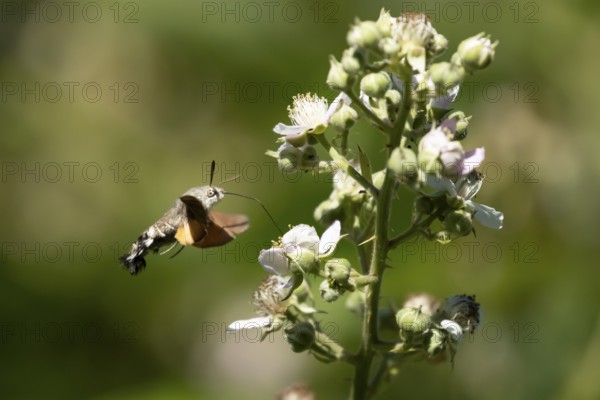 Hummingbird hawkmoth (Macroglossum stellatarum) adult moth in flight feeding on a Bramble flower in
