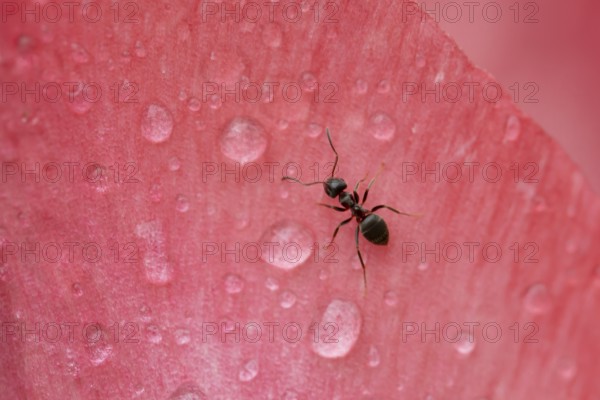 Black garden ant (Lasius Niger) adult insect on a garden flower in spring, England, United Kingdom