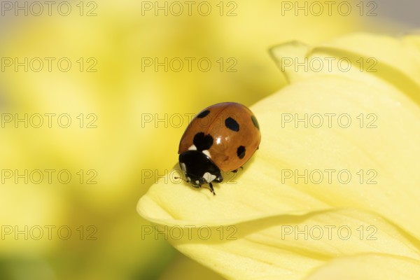 Seven-spot ladybird or ladybug (Coccinella septempunctata) adult insect on a garden Dahlia flower