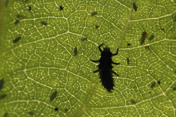 Seven-spot ladybird or ladybug (Coccinella septempunctata) adult insect larva and Plum aphid