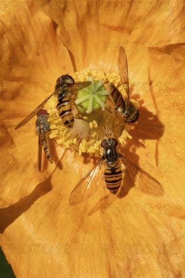 Common hoverfly (Eupeodes corollae) four adult insects on a garden Spanish orange poppy flower in