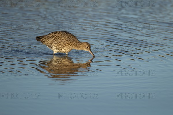 Eurasian curlew (Numenius arquata) adult wader bird searching for food in shallow coastal water,