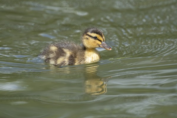 Mallard duck (Anas platyrhynchos) juvenile baby duckling bird swimming on the water of a lake in