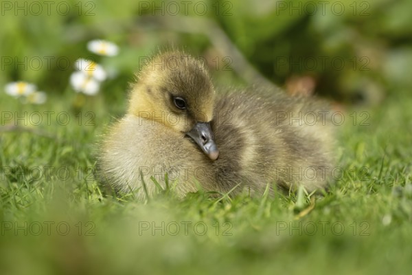 Greylag goose (Anser anser) juvenile baby gosling bird head sitting on grass in summer, England,