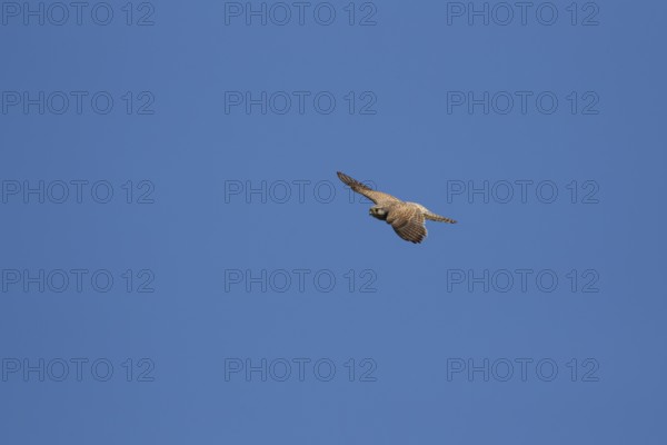 Common kestrel (Falco tinnunculus) adult falcon bird of prey in flight, England, United Kingdom