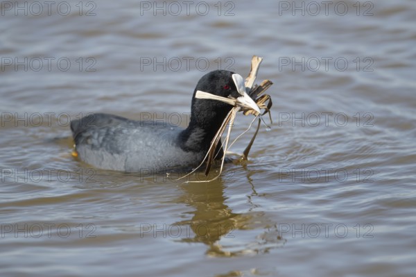 Coot (Fulica atra) adult bird on water of a lagoon with nest material in its beak in spring, RSPB