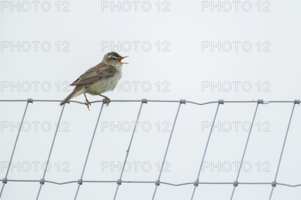 Reed warbler (Acrocephalus scirpaceus) adult male bird singing from a metal fence in summer,