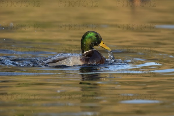 Mallard duck (Anas platyrhynchos) adult male bird bathing in the water of a lake, England, United