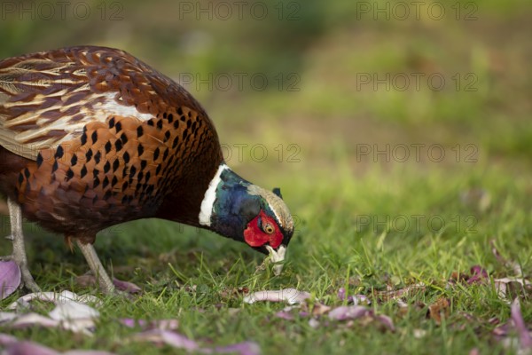 Common pheasant (Phasianus colchicus) adult male game bird feeding on a garden grass lawn, England,