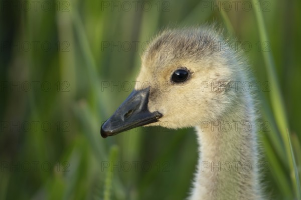 Greylag goose (Anser anser) juvenile baby gosling bird head portrait in summer, England, United