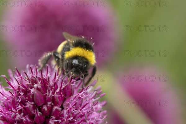 Buff tailed bumblebee (Bombus terrestris) adult bee insect feeding on a garden Allium flower in