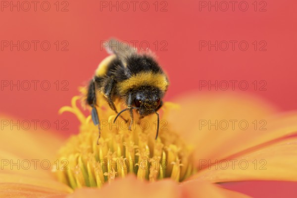 Buff tailed bumblebee (Bombus terrestris) adult bee insect feeding on a garden orange Mexican