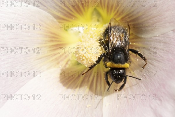 Buff tailed bumblebee (Bombus terrestris) adult bee insect feeding on a garden Hollyhock flower in
