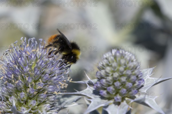 Red tailed bumblebee (Bombus lapidarius) adult bee insect feeding on Sea holly flowers in summer,