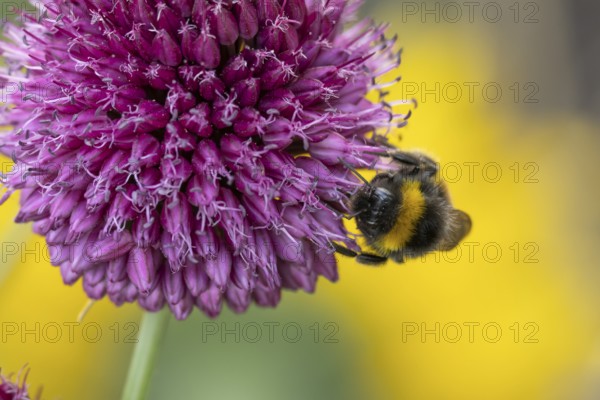 Buff tailed bumblebee (Bombus terrestris) adult bee insect feeding on a garden Chives flower in