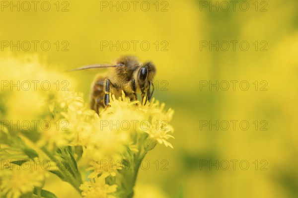 Honey bee (Apis mellifera) adult insect feeding on a garden yellow Golden rod flower in summer,