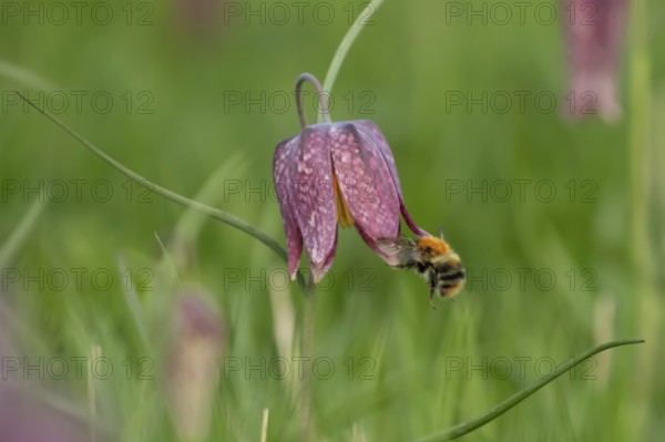 Common carder bumblebee (Bombus pascuorum) adult bee insect flying towards a Snake's head