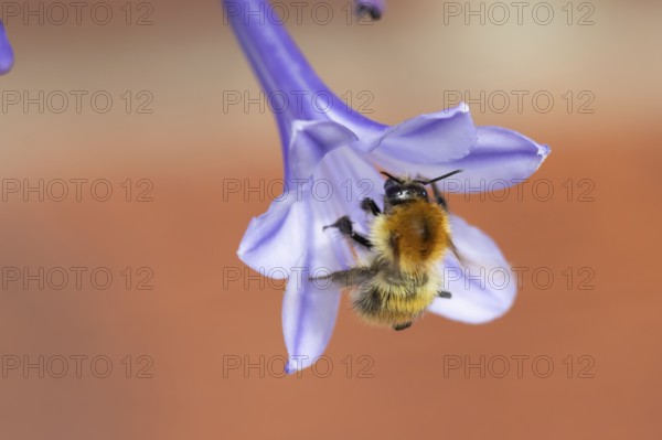 Common carder bumblebee (Bombus pascuorum) adult bee insect feeding on a garden Agapanthus flower