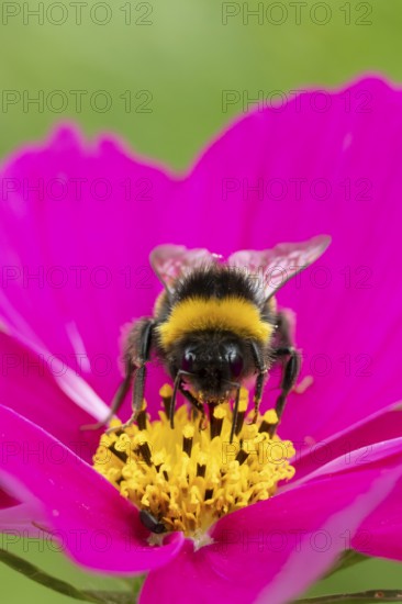 Buff tailed bumblebee (Bombus terrestris) adult bee insect feeding on a garden Cosmos flower in