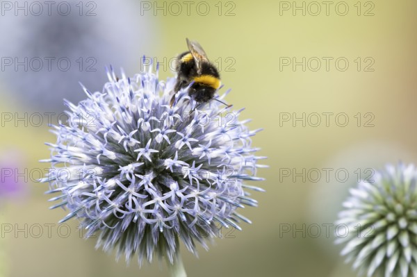 Buff tailed bumblebee (Bombus terrestris) adult bee insect feeding on a garden Globe thistle flower