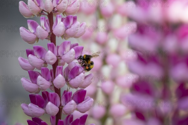 Buff tailed bumblebee (Bombus terrestris) adult bee insect feeding on a garden Lupin flower in