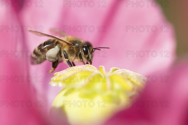 Honey bee (Apis mellifera) adult insect feeding on a garden poppy flower in summer, England, United