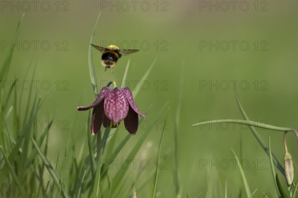 Buff tailed bumblebee (Bombus terrestris) adult bee insect flying from a Snake's head fritillary