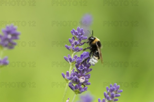 Buff tailed bumblebee (Bombus terrestris) adult bee insect feeding on a garden English lavender