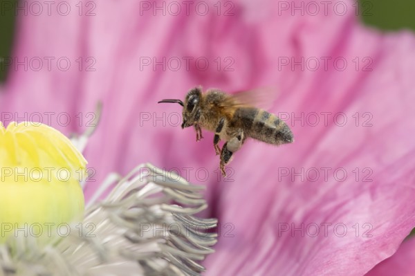 Honey bee (Apis mellifera) adult insect flying towards a garden poppy flower in summer, England,