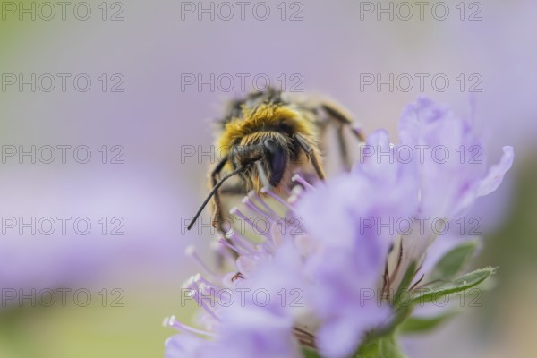 Buff tailed bumblebee (Bombus terrestris) adult bee insect feeding on a Field scabious flower in
